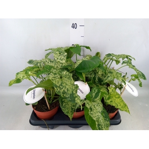 Syngonium   ...
