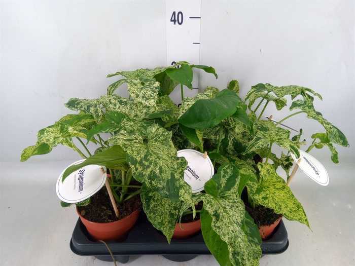 <h4>Syngonium   ...</h4>