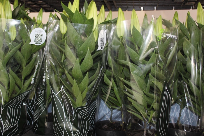 <h4>LIRIO AFTER EIGHT P16</h4>