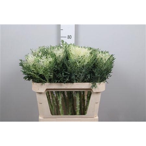 Brass Crane Fea Snow