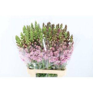 Antir Overig Lavender