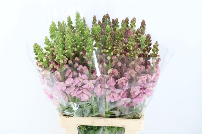 <h4>Antir Overig Lavender</h4>