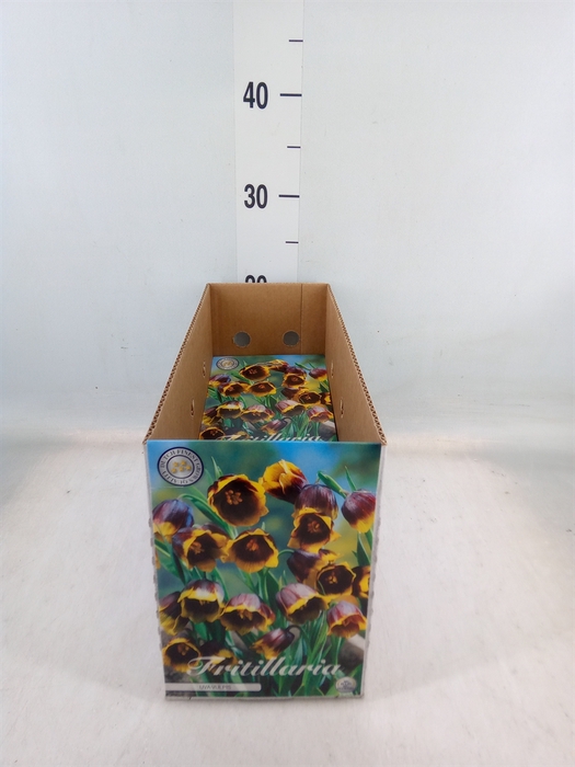 <h4>Fritillaria  ...flowerbulbs</h4>
