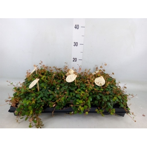 Peperomia  'Pepperspot'