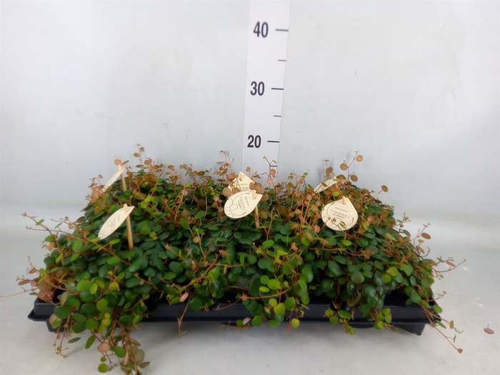 <h4>Peperomia  'Pepperspot'</h4>