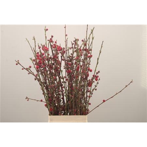 Prunus Red