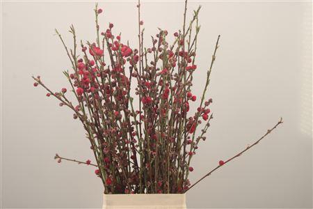 <h4>Prunus Red</h4>