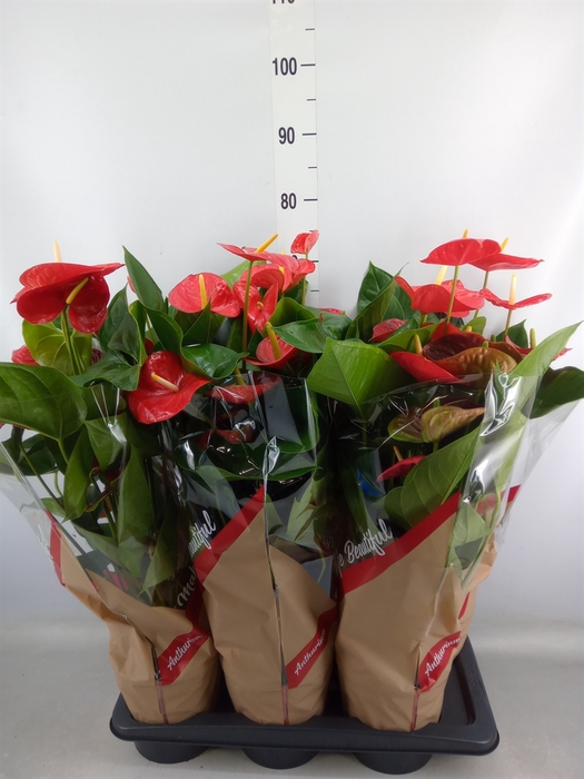 <h4>Anthurium andr. 'Red Winner'</h4>