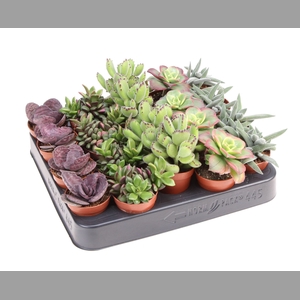 Succulents   ...