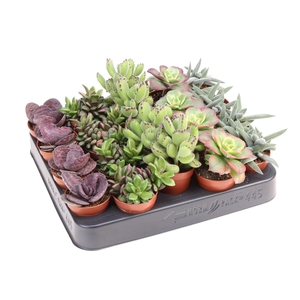Succulents   ...
