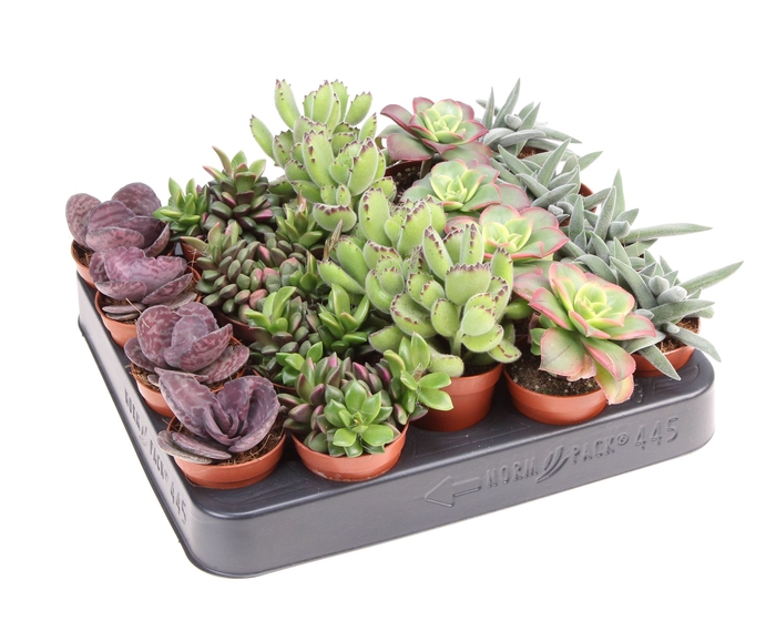 <h4>Succulents   ...</h4>