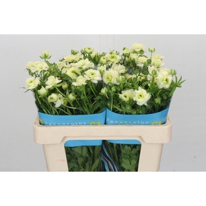 Ranunculus 'Butterfly Graces'