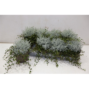 arr8 Leucoph Brownii + Muehlenbeckia