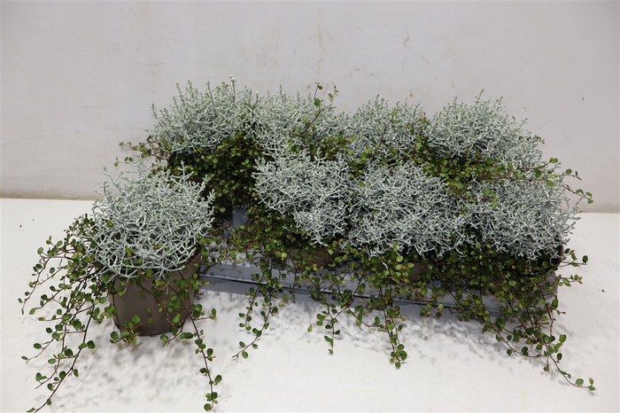 <h4>arr8 Leucoph Brownii + Muehlenbeckia</h4>