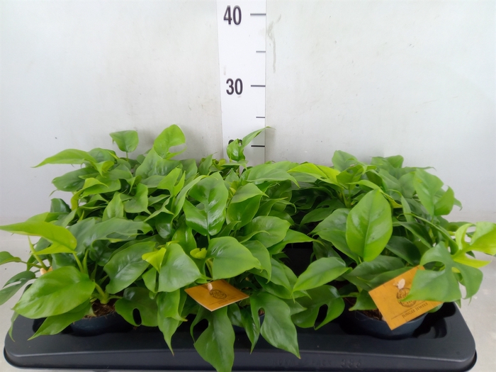 <h4>Monstera delic. 'Piccolo'</h4>