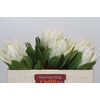 Protea Cyn. Ayoba Arctic Ice