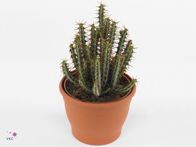 Euphorbia aeruginosa
