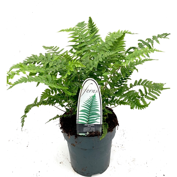 <h4>Dryopteris affinis ES15 1,7l</h4>