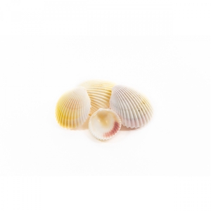 Shell Chippi 1kg Natural