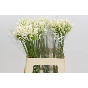 Agapanthus White Heaven