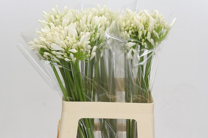 <h4>Agapanthus White Heaven</h4>