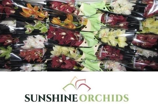 <h4>CYMB MI GEMENGD</h4>