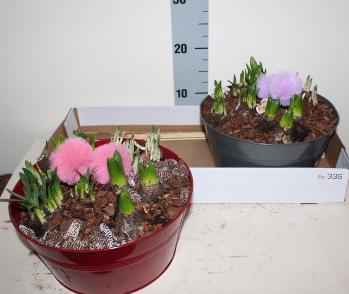 <h4>ARR BOL KNOLGEWAS</h4>