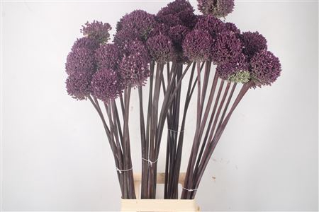 <h4>Allium Summer Drummer</h4>