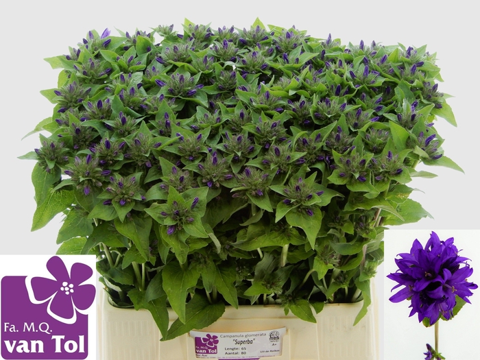 <h4>CAMP GL SUPERBA</h4>