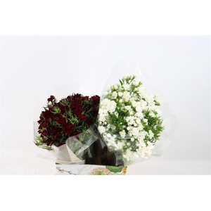 Di Barb Doblino Assorted