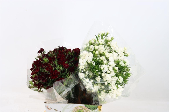 <h4>Di Barb Doblino Assorted</h4>