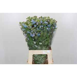 Oxypetalum Tweedia Blue