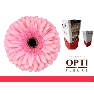 GE GR ESTRELLA-AQ-Box