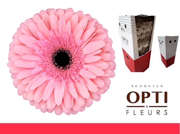 <h4>Gerbera Estrella Aquabox</h4>