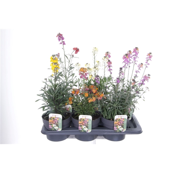 <h4>Erysimum linifolium mix</h4>