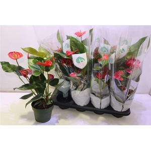 arr8 Anthu An Madural