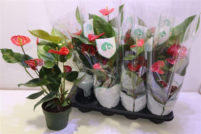 <h4>arr8 Anthu An Madural</h4>