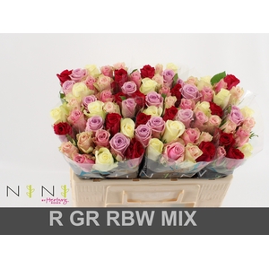 Rosa large mix rainbow (mixbunch)