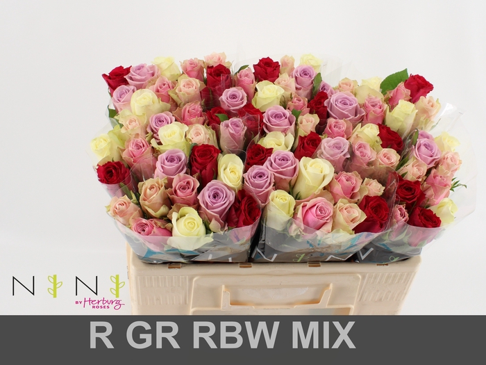 <h4>Rosa large mix rainbow (mixbunch)</h4>