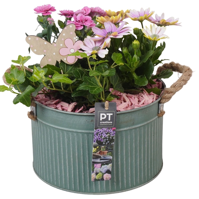 <h4>PTPP6888 Arrangement Patio in metalen schaal</h4>