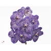 VANDA SU EXOT PURPLE