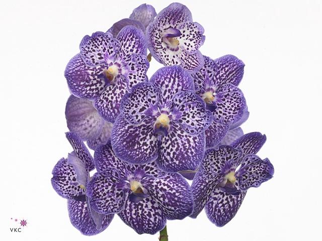 VANDA SU EXOT PURPLE