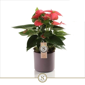 Bari Keramiek Purple - Pink Champion 12cm