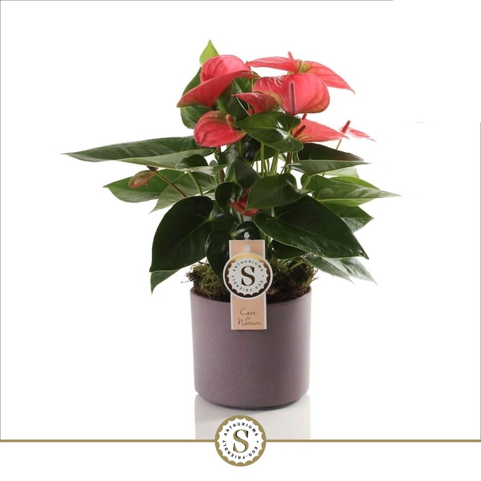 <h4>Bari Keramiek Purple - Pink Champion 12cm</h4>