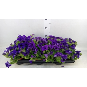 Petunia  'Famous Blue'