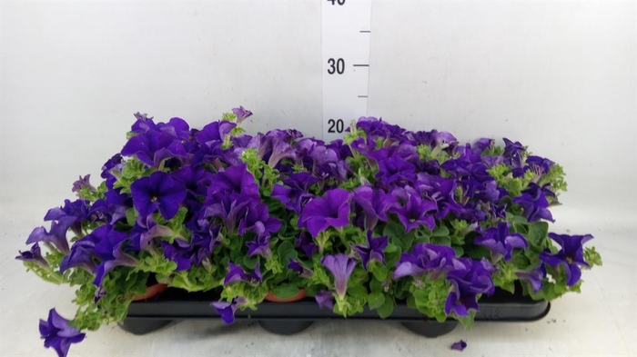 <h4>Petunia  'Famous Blue'</h4>