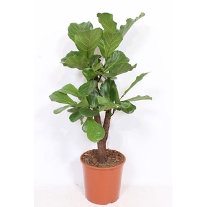 Ficus lyrata