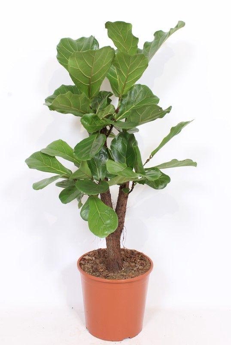 <h4>Ficus lyrata</h4>