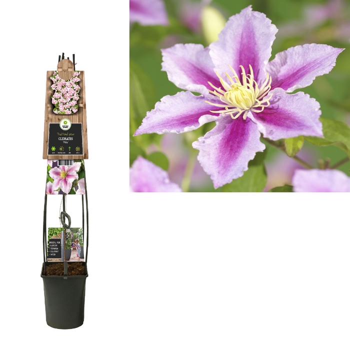 <h4>Clematis 'Piilu' 3.0 label C5</h4>