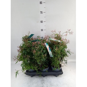 Jasminum polyanthum